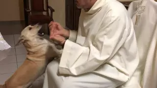 João Paulo Araujo Gomes es el nombre de un sacerdote de Brasil quien rescata a perros de la calle y los pone en adopción durante la misa de cada domingo, para que los fieles les den un hogar y mucho cariño.