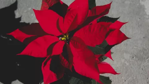 Sigue estos tips para conservar tu nochebuena después de Navidad.