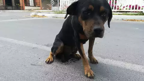 rotwie extraviado calles de merida