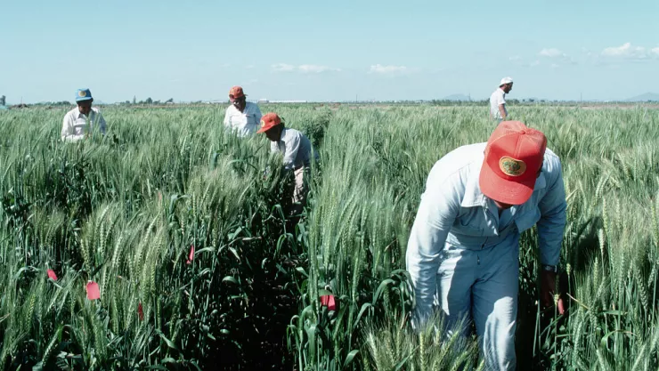 Workers in Experimental Wheat Field