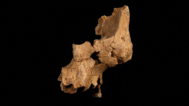 fosiles-humanos-nueva-especie-espana