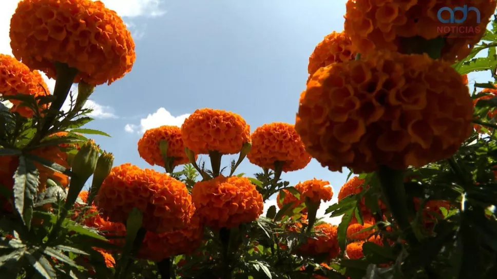 cempasúchil xochimilco.jpg