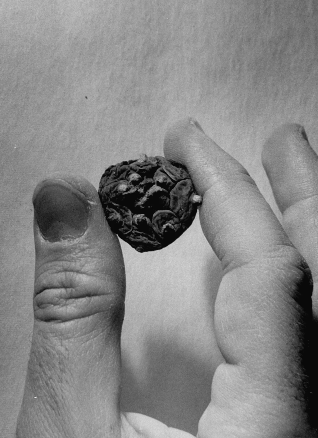 Ruta espiritual del desierto: del peyote y otros rituales