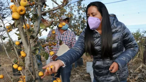 fruta mexicana que combate la diabetes
