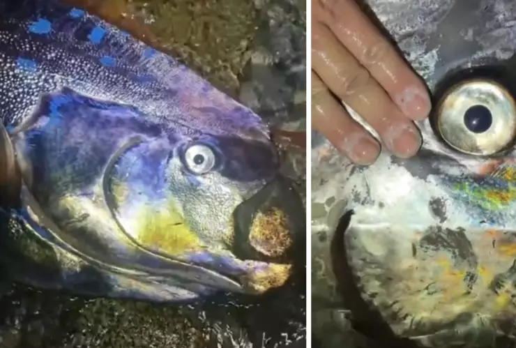 Peces remo Baja California Sur.jpg