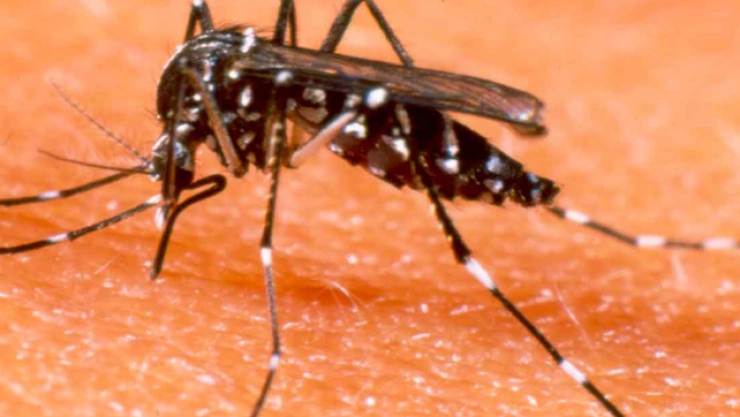 dengue