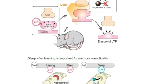 Japon tecnología manipula los recuerdos