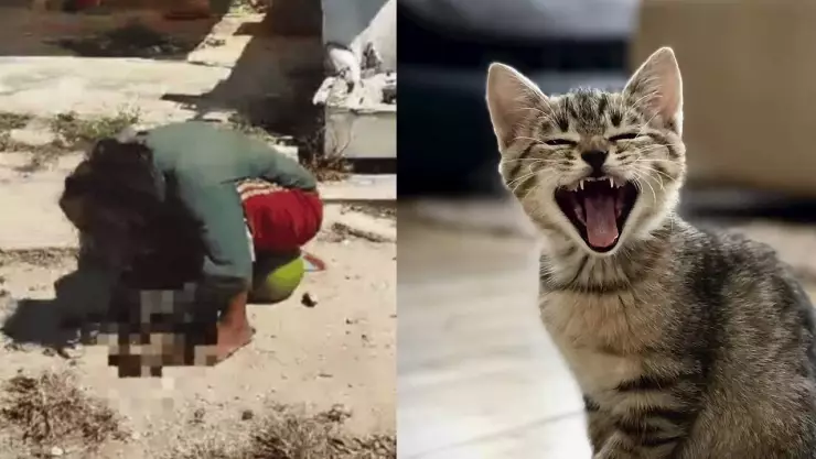 Detienen a mujer por comer un gato en las calles de Yucatán.jpg