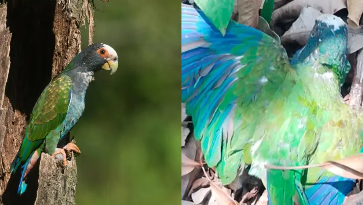 ¡Están sufriendo! Loros corona blanca mueren por las temperaturas EXTREMAS de la tercera ola de calor en México 2024