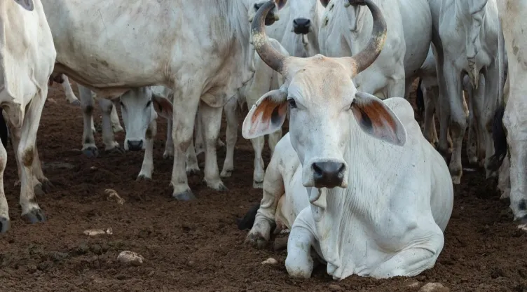 Ganaderos de Chihuahua critican fallo de la Corte que prohibió filtros sanitarios al ganado