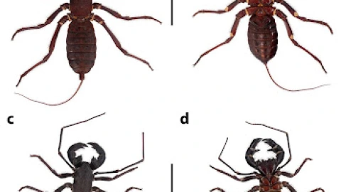 Vinagrillo gigante