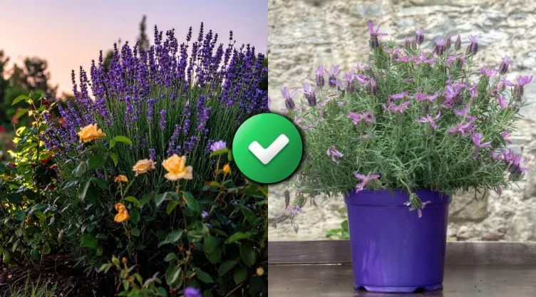 /estilo-de-vida/en-que-sitio-casa-colocar-lavanda-florezca-fuerte