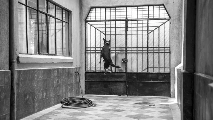 El perro Borras de Roma ya tiene su propia cumbia y será tocada en el Vive Latino