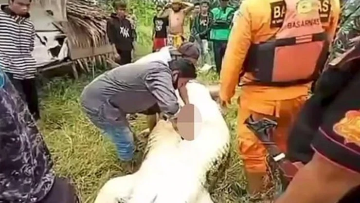cocodrilo_indonesia.jpg