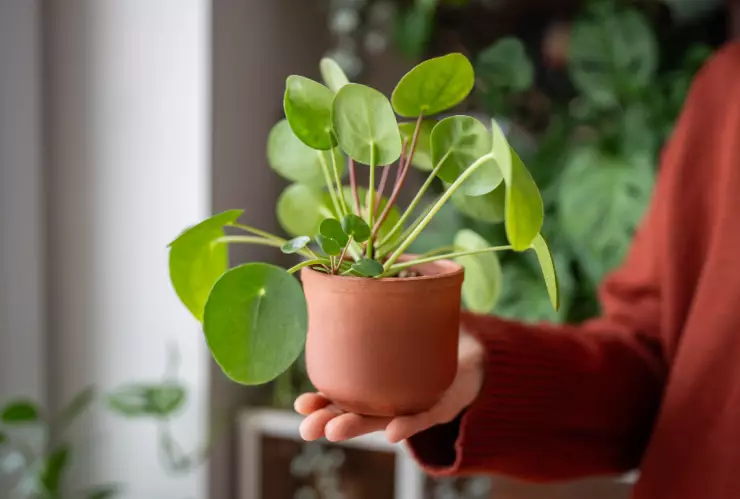 plantas dinero Feng Shui