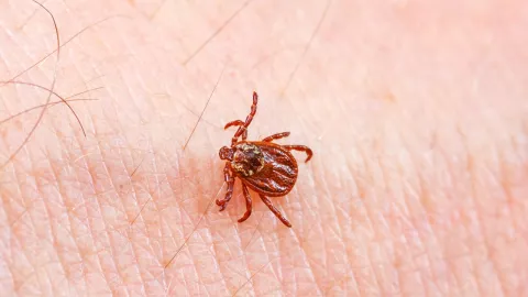 Cómo diferenciar a las chinches de las pulgas y garrapatas