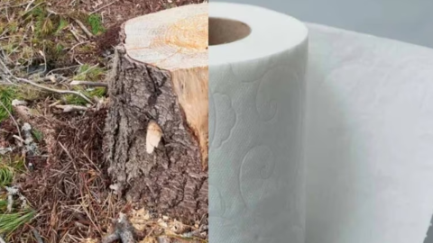 Tala para producción de papel higiénico provoca daños ambientales irreversibles