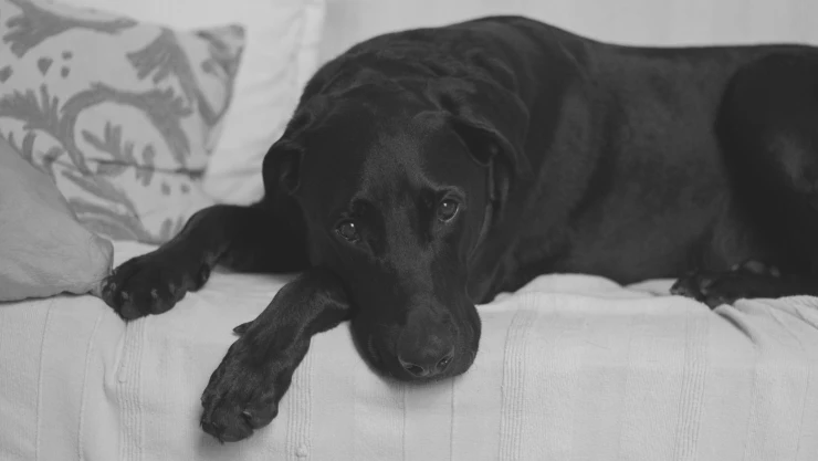 Denuncian presunto maltrato animal en Champotón, Campeche