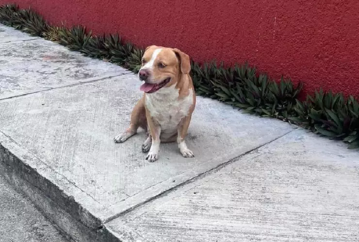 Perro en Cozumel finge ser callejero para pedir comida, fue exhibido en redes.jpg