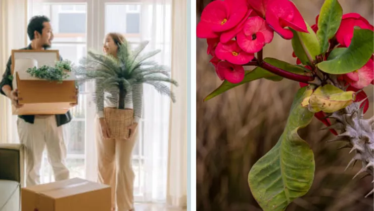 Aquí debes colocar la corona de Cristo para evitar las discusiones en casa, según Feng Shui