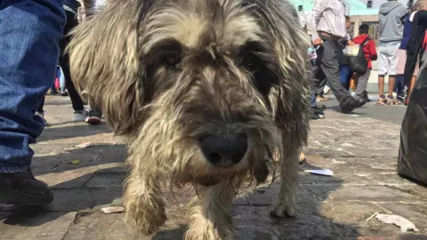 perro basilica 12 diciembre