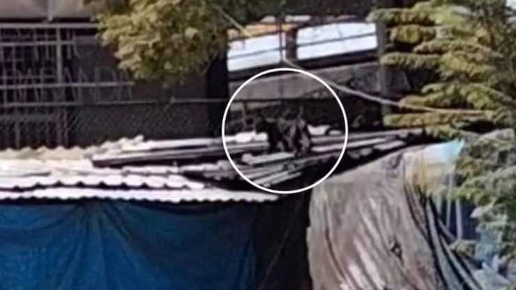 VIDEO - Pantera aterroriza usuarios del metro de CDMX al rondar estación