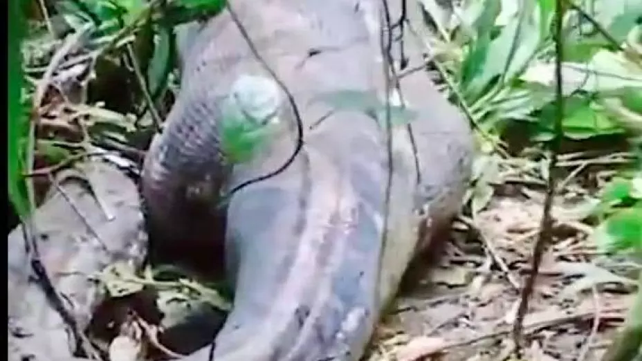 mujer-desaparecida-devorada-por-pitón-gigante-en-indonesia