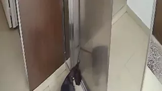 Perrito se queda atorado en ascensor en Argentina y es rescatado por vecino