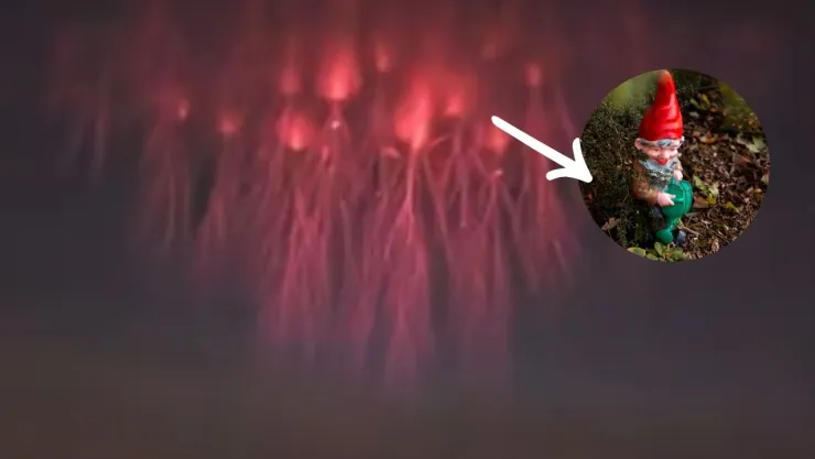 DUENDES ROJOS