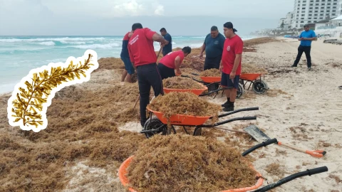 Sargazo en Cancún_ Estas enfermedades se generan al contacto con la macroalga.jpg