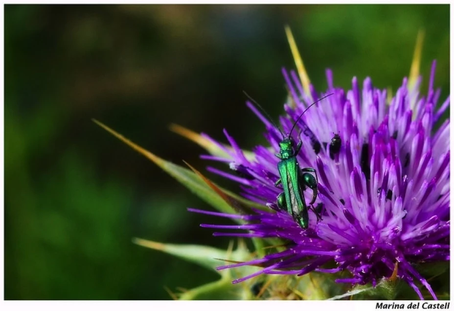El tiempo humano se acorta. Nada que los selknam no supieran.