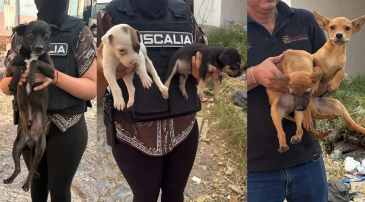 Rescate de perros en Tlaquepaque: 21 animales recuperados tras cateo por maltrato