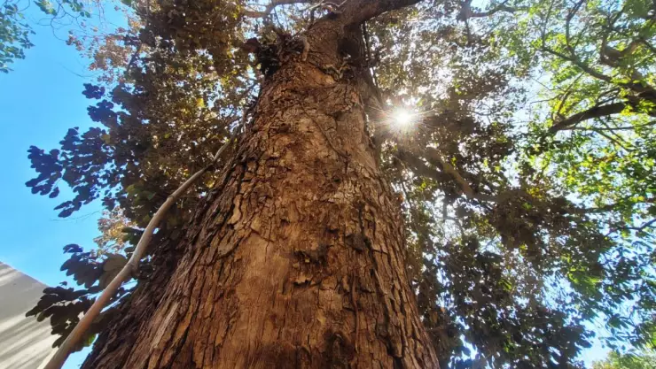 Estos son los árboles recomendados por el CICY para plantar en esta ola de calor en Yucatán