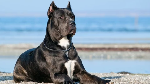 PITBULL ATAQUE CHIHUAHUA.jpg