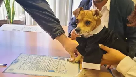 FOTOS Perrito firma como testigo en la boda civil de sus dueños y se viraliza.jpg