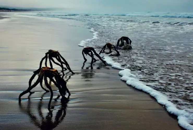 extraterrestres en playa sudafrica.jpg