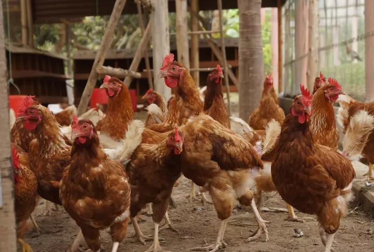 Estados Unidos confirma el primer caso de gripe aviar H5N9