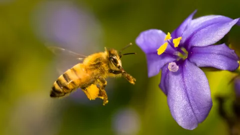 Soñar abejas VLA 12 abr 18