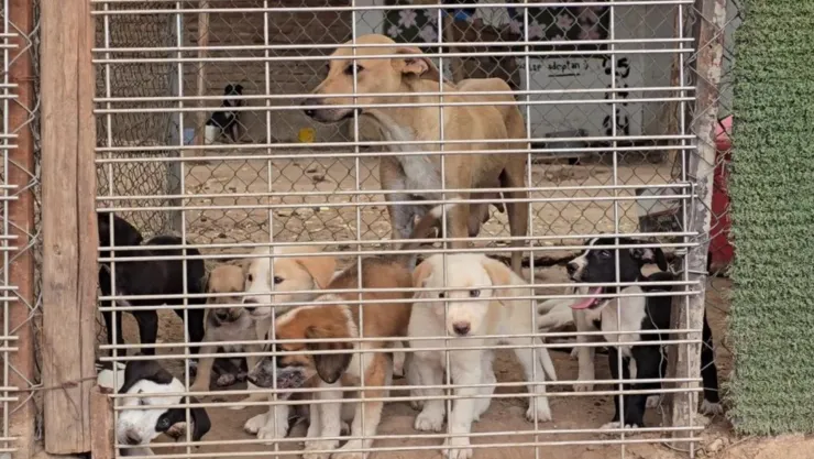 Perros afectados por la violencia en Sinaloa