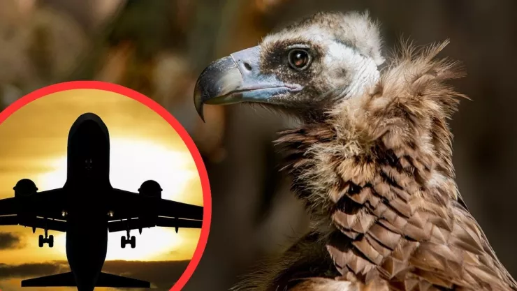 Vuelo Madrid-París realiza aterrizaje de emergencia tras choque con buitre