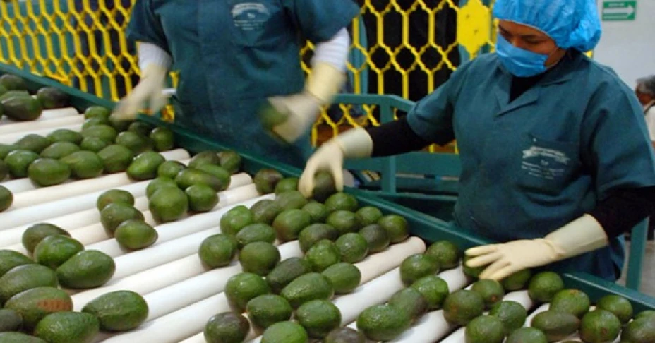 aguacate