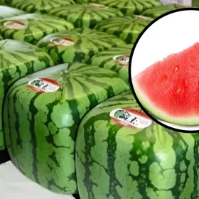 Mientras en México compramos sandías redondas para comerlas en rebanadas, en Japón cultivan sandías cuadradas que parecen sacadas de un videojuego