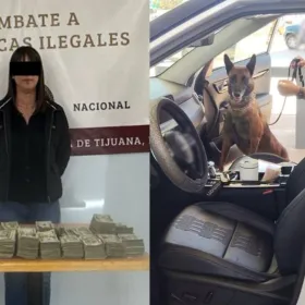 Mujer llevaba 3.2 millones de pesos y un perro detectó el dinero en la aduana de Tijuana
