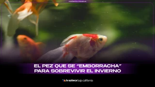 Pez que se emborracha