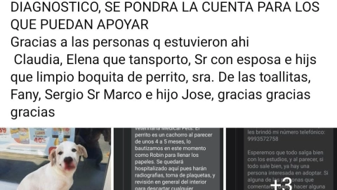 ¿Nuevo caso de maltrato animal en Mérida_ Esto se sabe del perrito atropellado en Brisas del Bosque.jpg