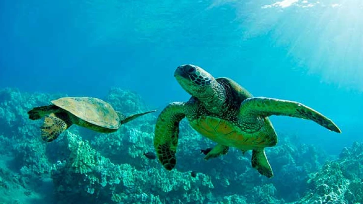 Uso de popotes tortugas