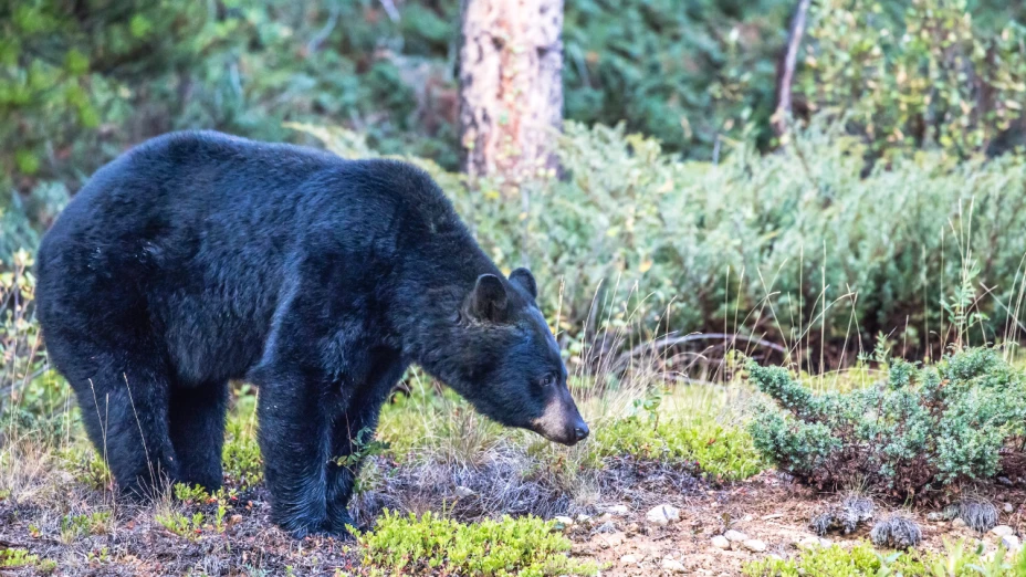 Oso Negro