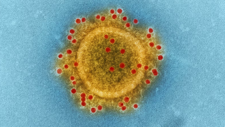 Virus zoonóticos: la amenaza que podría desatar la próxima pandemia