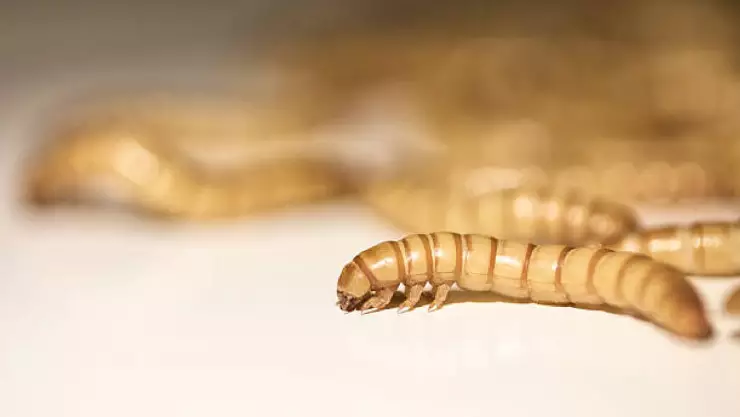 Gusano