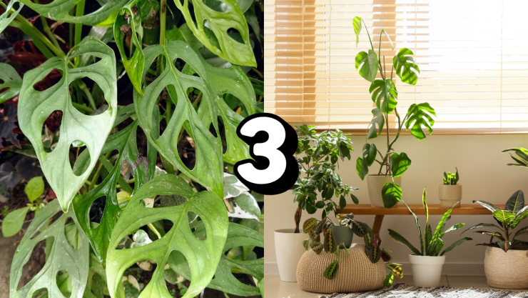 /estilo-de-vida/plantas-exoticas-tener-en-casa-sorprender-invitados